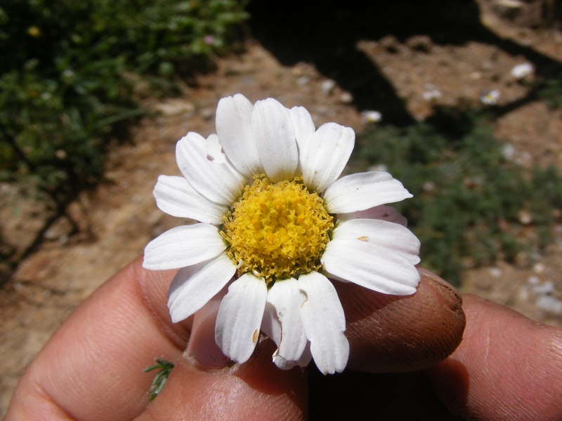 Anacyclus pyrethrum (Cultivated) – eFlora of India